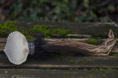 Rassel Pagodenkopf Kalb